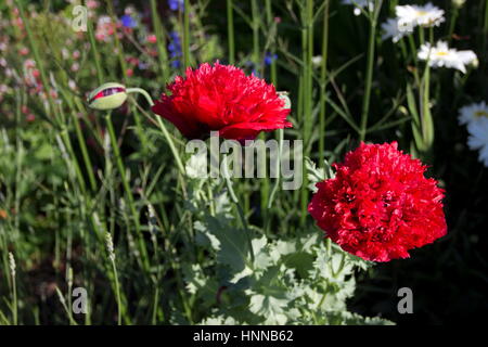 Fleur de pivoine Rouge Coquelicot Papaver somniferum Banque D'Images