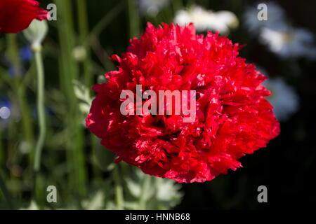 Fleur de pivoine Rouge Coquelicot Papaver somniferum Banque D'Images