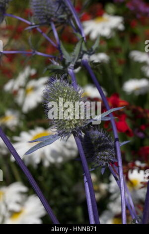 Eryngium planum ou la mer holly et Leucanthemum x superbum dans l'arrière-plan Banque D'Images