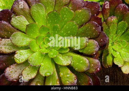 Close-up d'un Aeonium plante succulente. Banque D'Images