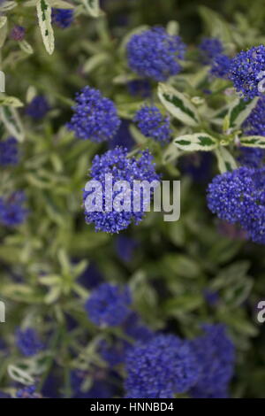 Ceanothus citron et lime Banque D'Images