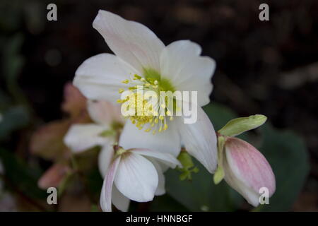 Helleborus niger Christmas carol fleurs en décembre à février (rose de Noël) Banque D'Images