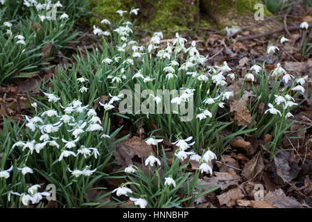 Perce-neige Galanthus nivalis Banque D'Images