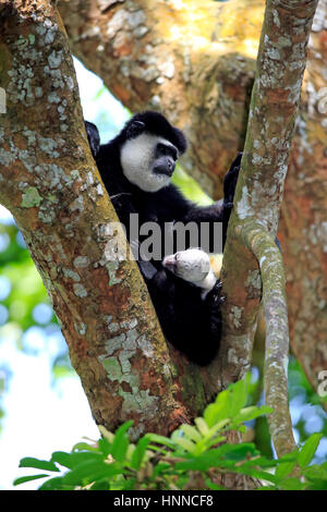 Le Colobe noir et blanc de l'Angola (Colobus angolensis), adultes, mère de jeunes reposant sur l'Afrique, l'arbre Banque D'Images