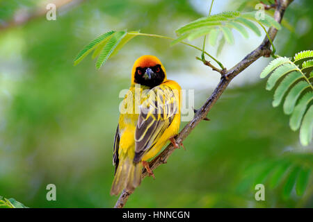 Masked Weaver (Ploceus velatus), adultes, homme, Kuruman, Kalahari, Northern Cape, Afrique du Sud, l'Afrique Banque D'Images