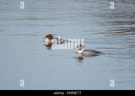 Deux goosanders (Mergus merganser) sur le lac Banque D'Images