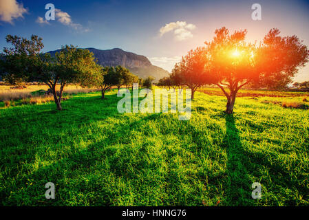 L'ombre des arbres avec le coucher du soleil. La Sicile. L'Italie. L'Europe Banque D'Images