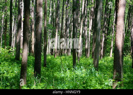 En sous-Bois Parc national de Bialowieza réserve naturelle Banque D'Images