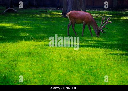 Red Deer dans parc national de Bialowieza Banque D'Images