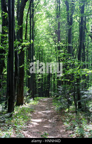 Sentier de marche en forêt dans le parc national de bieszczady, Pologne Banque D'Images