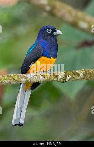 (Trogon à queue blanche Trogon chionurus), Rio Silanche, Equateur Banque D'Images