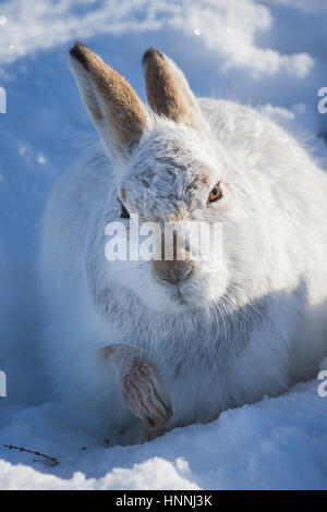 Scottish Lièvre variable (Lepus timidus) se reposant dans un paysage de neige dans le Parc National de Cairngorms, Highlands, Ecosse, Grande-Bretagne Banque D'Images