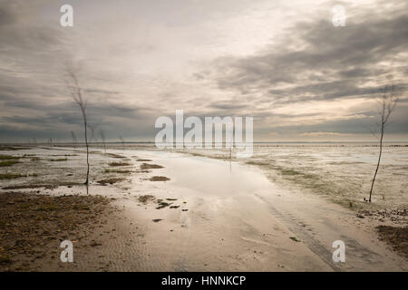 Un chemin boueux à Mandoe danois Île de la mer des Wadden, UNECSCO Patrimoine mondial naturel, Mer du nord, sud jutland, Danemark Banque D'Images