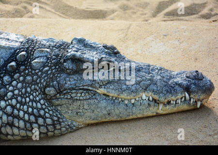 Dans un zoo de Cologne au sein des divers animaux était ce crocodile Banque D'Images