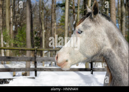 Close-up d'un cheval gris-pommelé avec une crinière noire et des yeux bleu mystique dans un pâturage entourés dans l'hiver de neige, avec un arrière-plan, PA Banque D'Images