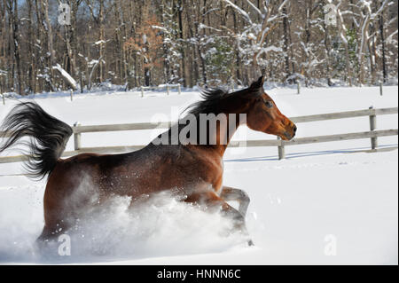 Arabian Bay horse exubérante et tronçonnage en poudreuse profonde dans une zone clôturée, éclairée par le champ d'hiver. Cheval marron avec une crinière noire de pied, USA Banque D'Images