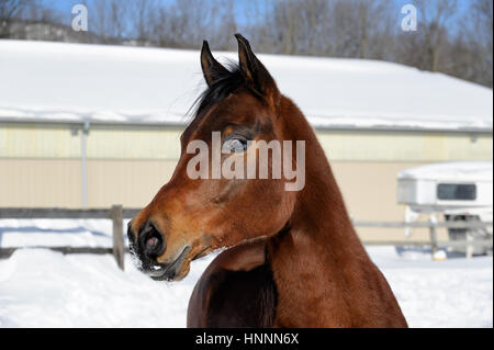 Arabian Bay horse exubérante et tronçonnage en poudreuse profonde dans une zone clôturée, éclairée par le champ d'hiver. Cheval marron avec une crinière noire de pied, USA Banque D'Images