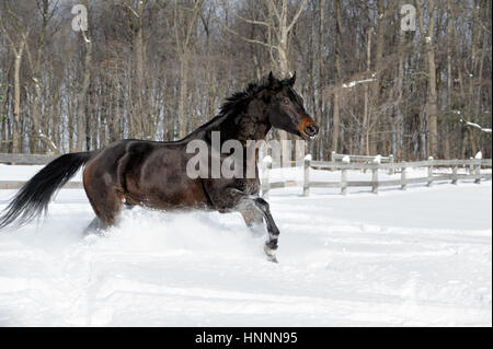 La beauté noire quart cheval avec une crinière noire fonctionnant par vigoureusement poudreuse profonde près d'un arbre-line in a sunlit, clôturé terrain agricole en hiver. Banque D'Images