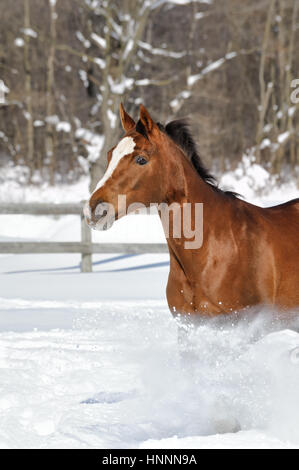 Quarter Horse Chestnut avec un visage blanc et d'une crinière et la queue noir s'exécutant en poudreuse profonde dans une zone clôturée, entourés d'ensoleillée, terrain agricole en hiver. Banque D'Images