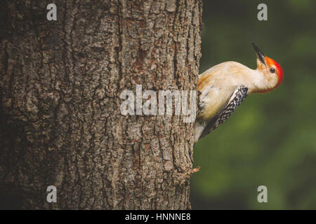 Close-up of Red-bellied Woodpecker percher sur tronc d'arbre dans la forêt Banque D'Images