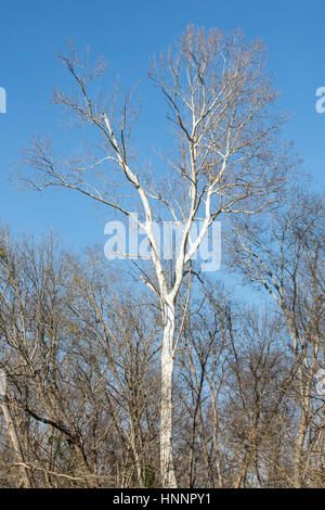 Un arbre se détache sur le reste de la rivière Cape Fear. Banque D'Images