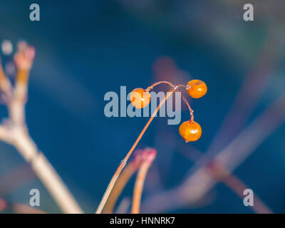 Une intéressante plante orange est similaire à la balls close-up Banque D'Images