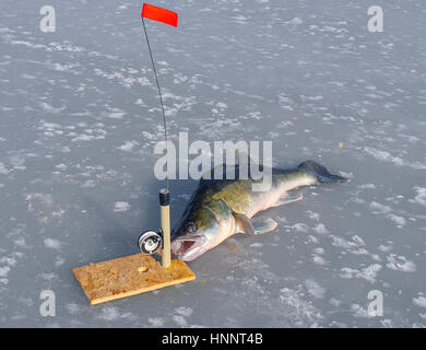 L'énorme zander et s'attaquer à la pêche sur la glace Banque D'Images