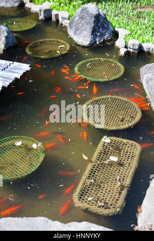 Étang traditionnel avec beaucoup de poissons de couleur dans Haswdera culte à Kamakura, Japon Banque D'Images