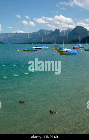 Canards colverts dans l'eau à la Mondsee en Autriche. Banque D'Images