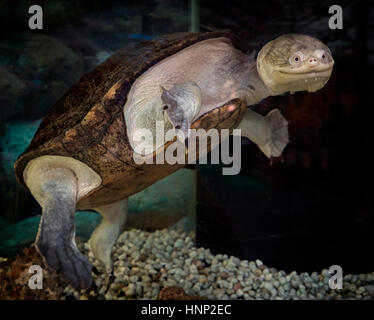 Visage animal drôle d'une tortue à tête de serpent. Un animal apparemment souriant. Banque D'Images