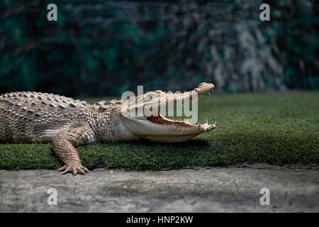 Crocodile albinos, (Crocodylinae), bouche ouverte, en Thaïlande, en Asie du sud-est Banque D'Images