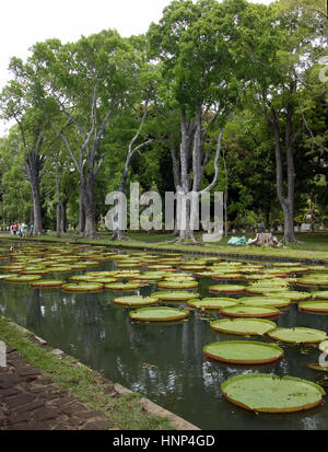 Deux jardiniers, combinaison orange, de l'eau rose, feuilles flottantes, le jardin botanique de Pampelmousse est l'un des plus riches jardins tropicaux de l'ea Banque D'Images