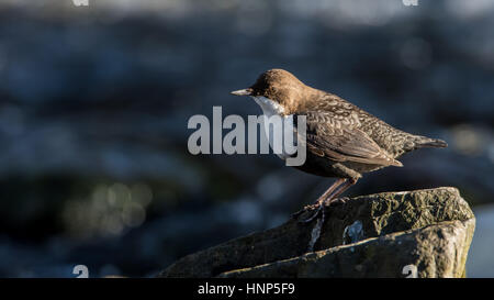 La White-throated Dipper (Cinclus cinclus) ou juste le balancier, est une espèce d'oiseau aquatique la chasse sur un rocher dans la rivière à un joli bokeh sombre Banque D'Images