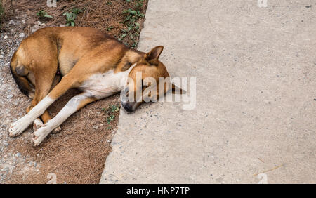 Brown et blanc chien sans-abri dormir heureusement sur la route. Banque D'Images