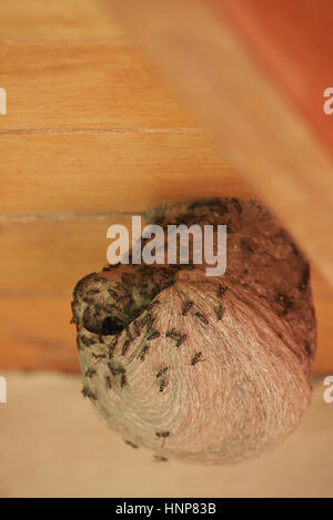 Macro de nid de guêpe en toit de maison en bois brun Banque D'Images