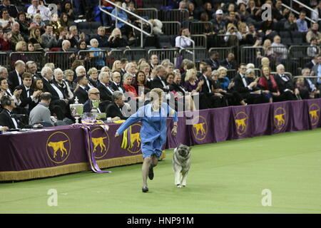 New York City, USA. Feb 15, 2017. La 141e Westminster Kennel Club Best in Show annuel de la concurrence a conclu au Madison Square Garden, terriers, chiens de travail et les chiens sportifs s'affrontent, laissant un dernier sept, l'un de chaque catégorie afin de concourir pour le très convoité Best in Show ruban. La gagnante de cette année a été un berger allemand nommé rumeur, qui est arrivé en deuxième position l'année dernière, et a été administré et géré par Kent Boyles. Credit : Andy Katz/Pacific Press/Alamy Live News Banque D'Images