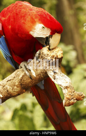 Penché au-dessus du perroquet rouge et grignoter une branche en bois. Banque D'Images