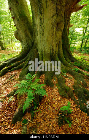 Les racines avec de la mousse et de fougères, d'énormes hêtres (Fagus sylvatica), l'aménagement des forêts naturelles, de Reinhardswald, Hesse, Allemagne Banque D'Images