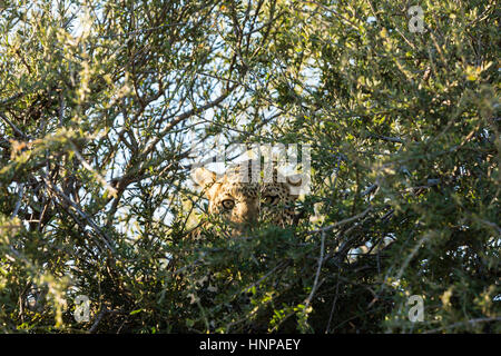 Leopard (Panthera pardus) à se cacher dans l'arbre, mashatu, Tuli Block, botswana Banque D'Images