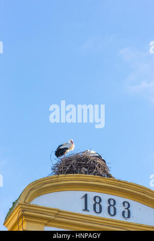 Merida, Badajoz Province, Estrémadure, Espagne. Cigognes blanches (Ciconia Ciguena) sur leur nid au sommet de l'hôtel de ville. Banque D'Images