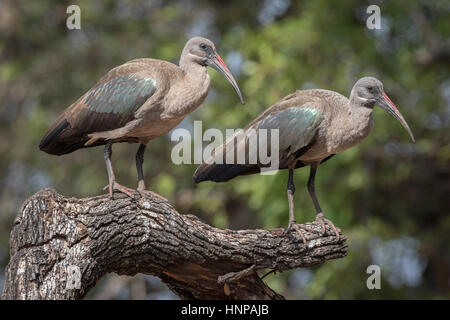 (Bostrychia hagedash Ibis hagedash), Kruger National Park, Afrique du Sud Banque D'Images