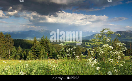 Pré des fleurs et des nuages orageux en montagne Banque D'Images