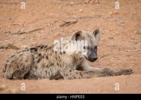 Une Hyène tachetée (Crocuta crocuta), Kruger National Park, Afrique du Sud Banque D'Images