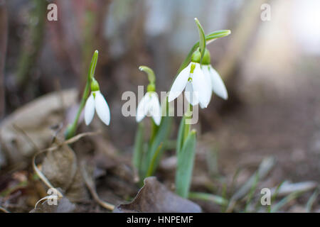 Perce-neige s'élevant de la terre pour annoncer le printemps Banque D'Images