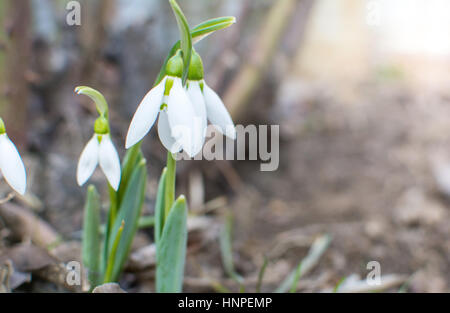 Perce-neige s'élevant de la terre pour annoncer le printemps Banque D'Images