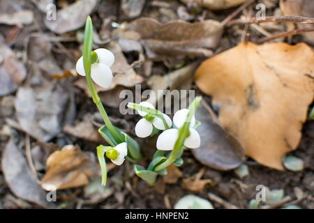 Perce-neige s'élevant de la terre pour annoncer le printemps Banque D'Images