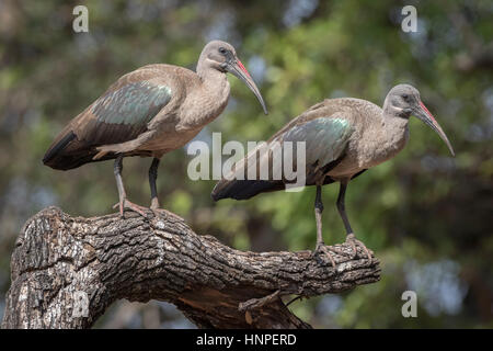 (Bostrychia hagedash Ibis hagedash), Kruger National Park, Afrique du Sud Banque D'Images