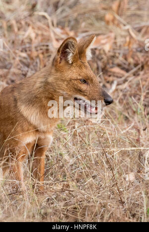 Chien sauvage indienne adulte ou Dhole Cuon alpinus, ( ), également connu sous le nom de chien sauvage d'Asie, l'Inde, le Parc National de Tadoba Banque D'Images