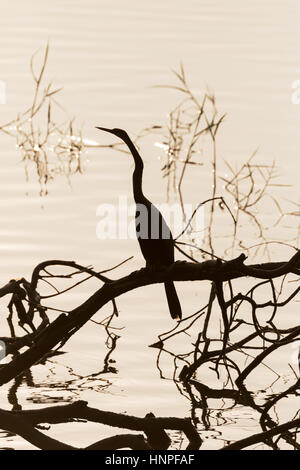 Dard, dard indiens orientaux, ou Snakebird Anhinga melanogaster (, ), silhouetté contre l'eau, lac, Tadoba Tadoba Parc National, l'Inde, l'Asie Banque D'Images