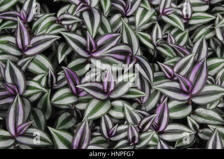 Plantes colorées à Hong Kong, du jardin botanique et zoo Banque D'Images